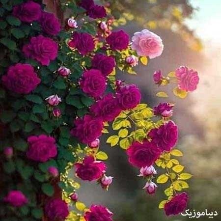 همش جر و بحث  و درگیریه ای رابطه