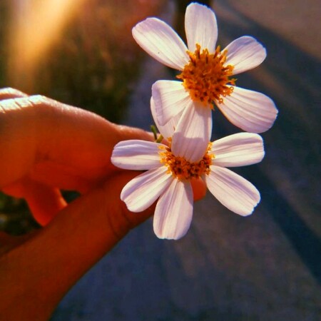 تصویر مطلب