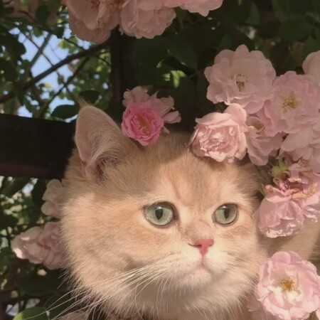 آقا خوشگله آقا خوشگله الهی من فدات شم