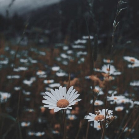 تصویر مطلب