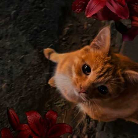اومده قند و عسل آخ سلام علیکم با صدای زن هوش مصنوعی